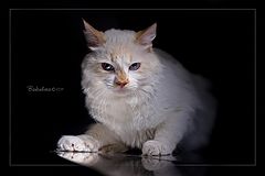 photo "***"