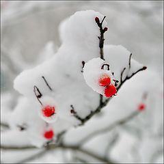 album "Winter colors"