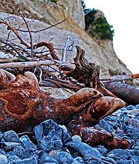 фото "The Rare Beach Wood Turtles"