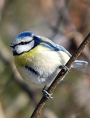 фото "Parus caeruleus - Лазоревка"