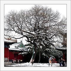 photo "beijing-30"