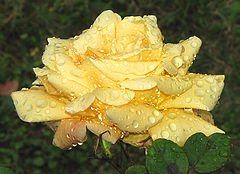 фото "Роза"