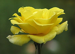 фото "Роза"