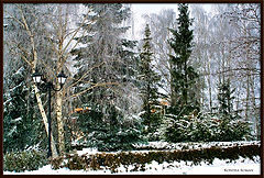 photo "Lonely place in an old park"