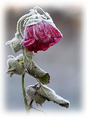 photo "***"