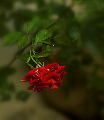 photo "***"