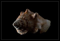 фото "Shell"