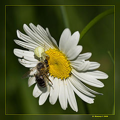 photo "***"