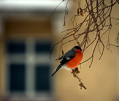 photo "***"