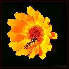 photo "***"
