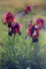 photo "Deep purple Iris"
