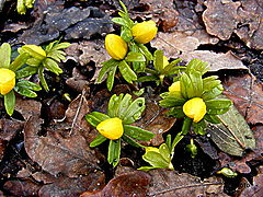 фото "Spring time in Europa."