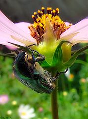 фото "Geotrupidae"