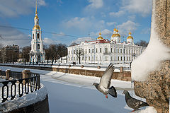 фото "Голуби"