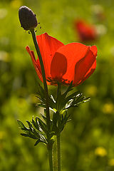 photo "***"