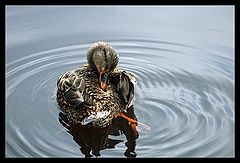 photo "Clean Duck"