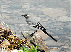 photo "wagtail"