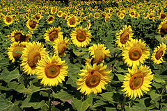 photo "Carpet with suns"