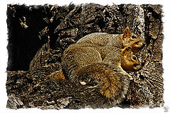 photo "Mr and Mrs Squirrel"