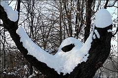 photo "Winter has surrendered! / Зима сдалась!"