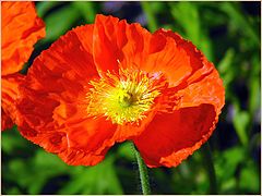 photo "Poppy"