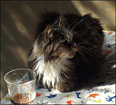 photo "***"