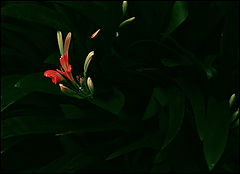 photo "***"