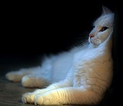 photo "***"