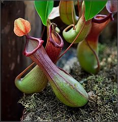 photo "Nepenthes"