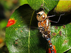 фото "Dragonfly study"