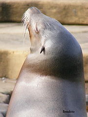 фото "Sealion."