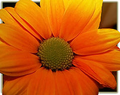 photo "***"