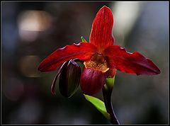 photo "orchid"