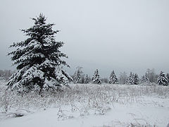 photo "***"