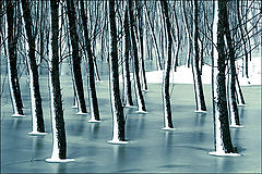 photo "Frozen forest / Замороженный лес"