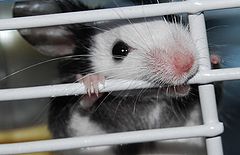 photo "Prisoner"