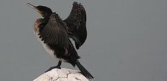 фото "the cormorant"