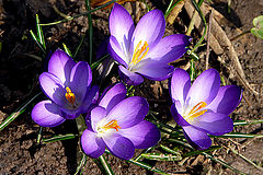 photo "Spring Quartet"