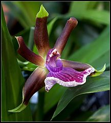 photo "orchid"