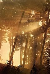 photo "***"