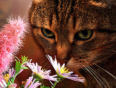 photo "Flowers for Liza"