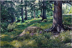 фото "мура-вейник"
