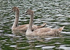 фото "Siblings"