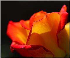 фото "Backlit Bud"