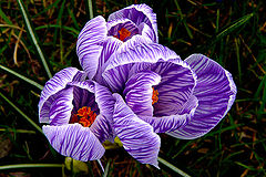 photo "Spring Trio"