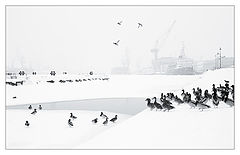 photo "В белой дымке"