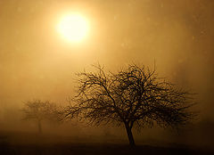 photo ".."