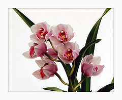 фото "orchid"