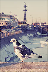 photo "***"
