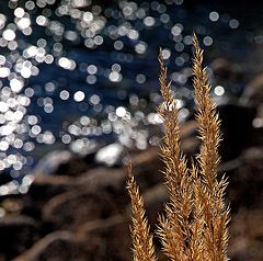 photo "Diamonds and Yellow Straws"